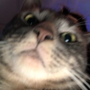 Meet your Posher, Dawn